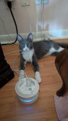 Reunited Female Cat last seen Great Northwest , San Antonio, TX 78250