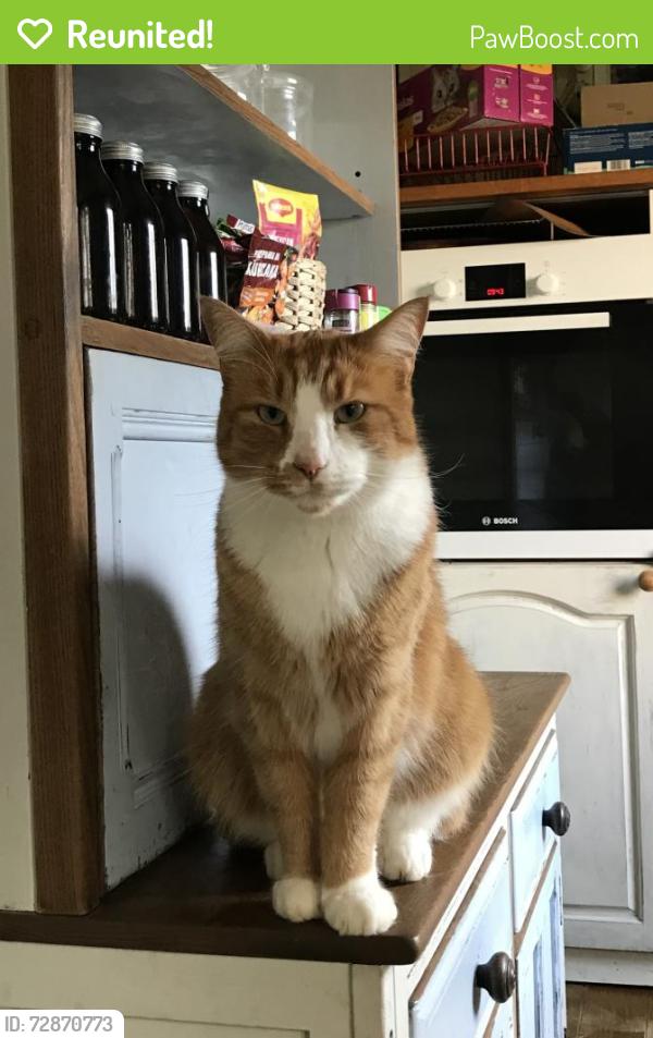 Reunited Male Cat last seen Suzuki Garage, Kintore, Scotland AB51