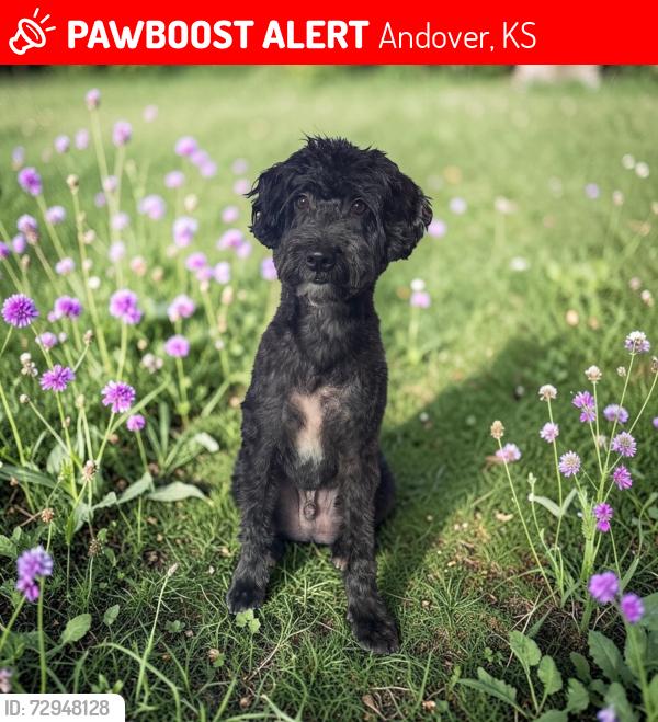 Lost Male Dog last seen 159th and 21st , Andover, KS 67002