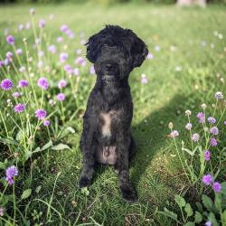 Lost Male Dog last seen 159th and 21st , Andover, KS 67002