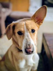 Reunited Male Dog last seen 75th St and Allisonville Road, Indianapolis, IN 46250