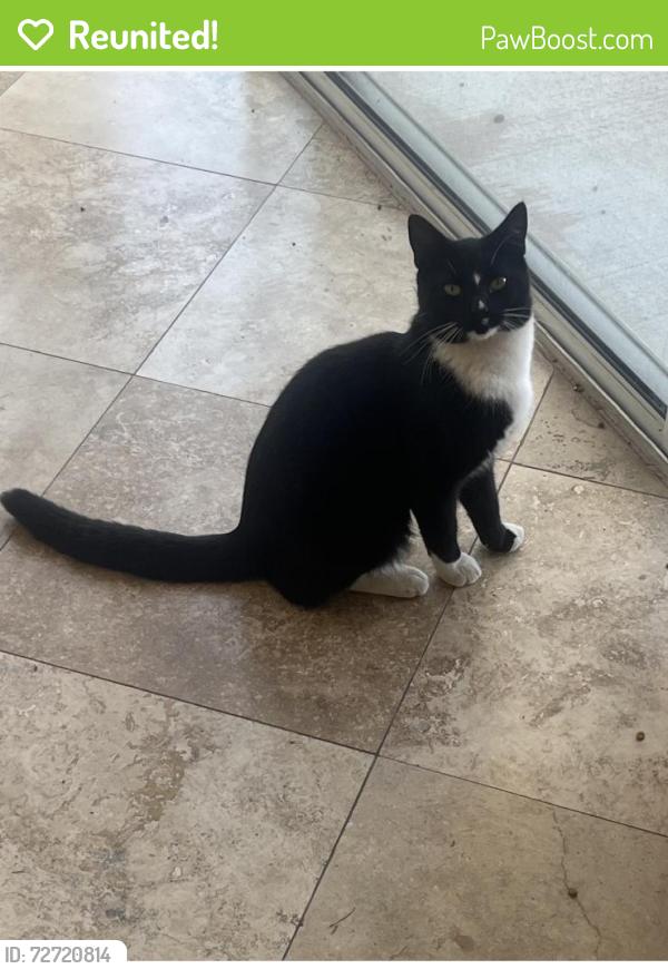 Reunited Male Cat last seen Near Hemingway Ct, Escondido, CA 92027, USA, Escondido, CA 92027