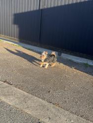 Found/Stray Unknown Dog last seen Joyce and Austin Avenue, Coquitlam, BC 