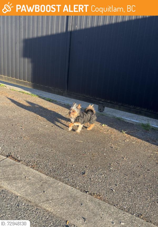 Found/Stray Unknown Dog last seen Joyce and Austin Avenue, Coquitlam, BC 