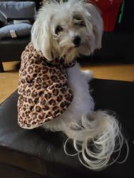 Reunited Female Dog last seen NE 71st St, Vancouver, WA 98662, Vancouver, WA 98662