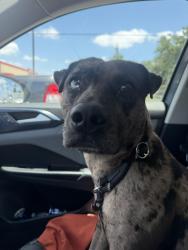 Found/Stray Male Dog last seen Marvida , Houston, TX 77429