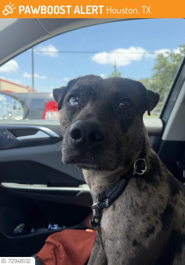 Found/Stray Male Dog last seen Marvida , Houston, TX 77429