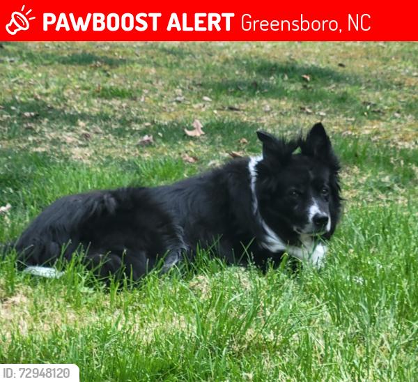 Lost Male Dog last seen Sheridan Rd & Pisgah Church Rd , Greensboro, NC 27455