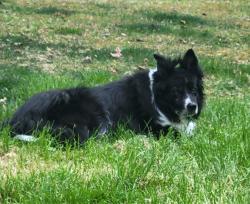 Lost Male Dog last seen Sheridan Rd & Pisgah Church Rd , Greensboro, NC 27455