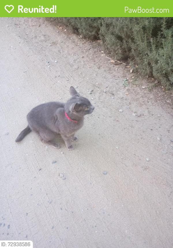 Reunited Male Cat last seen Palm view RV Park & Campground, Perris, CA 92570