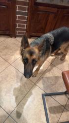 Reunited Female Dog last seen Estes Park / Carillon, Southlake, TX 76092