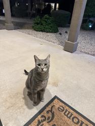 Found/Stray Male Cat last seen Near ave and van buren, Avondale, AZ 85258