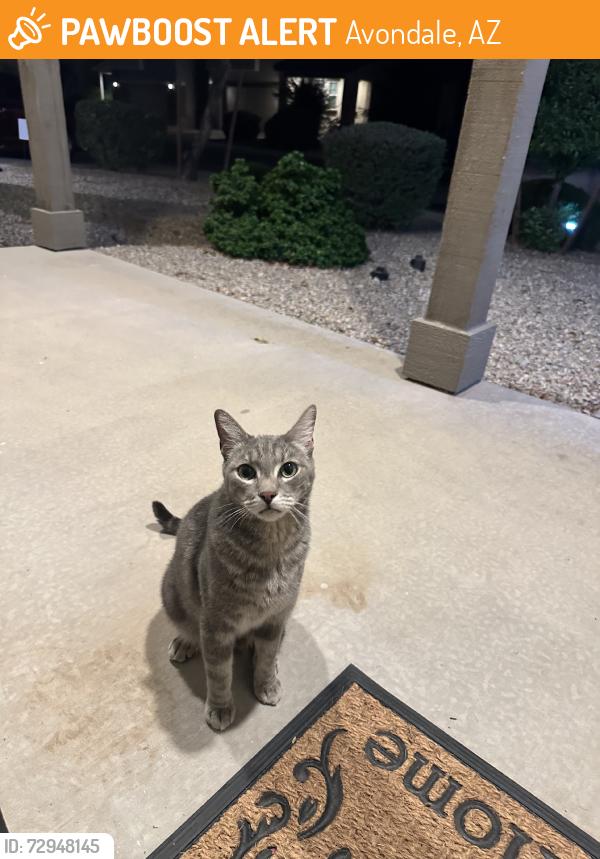 Found/Stray Male Cat last seen Near ave and van buren, Avondale, AZ 85258
