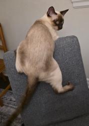 Reunited Male Cat last seen Mirando St, Mayan ave and Rothbury rd, Richmond Hill, ON L4S 2W8