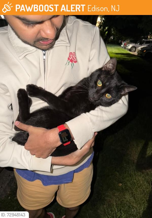 Found/Stray Unknown Cat last seen Evergreen Meadows, Edison, NJ 08837