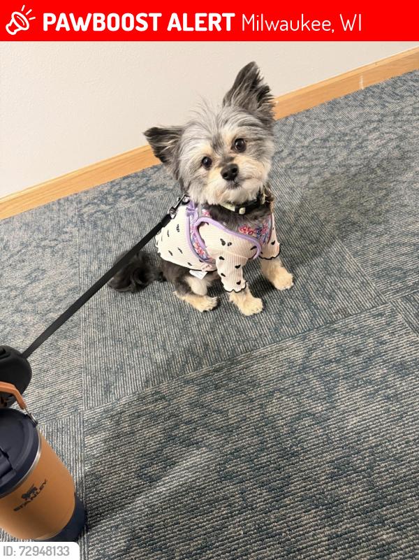 Lost Female Dog last seen N 39th Street and W Clarke Street, Milwaukee, WI 53210