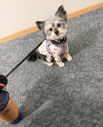 Lost Female Dog last seen N 39th Street and W Clarke Street, Milwaukee, WI 53210