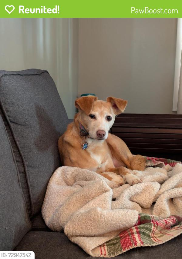 Reunited Female Dog last seen Peosta Ave, Helena, MT 59601