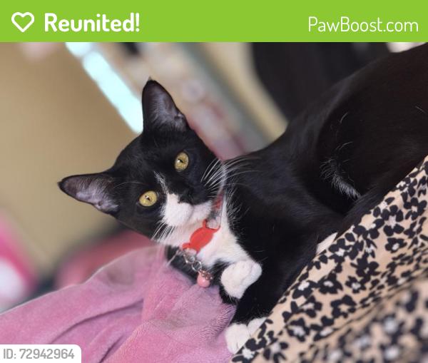 Reunited Female Cat last seen 24th Neptune and mermaid , Brooklyn, NY 11224