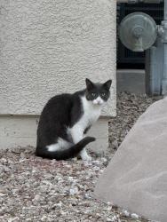 Reunited Unknown Cat last seen Grassquit , North Las Vegas, NV 89084