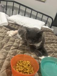 Reunited Male Cat last seen School Lane, Suamico, WI 54313