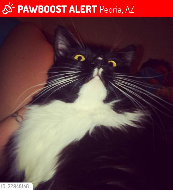 Lost Male Cat last seen 71st Ave & Mountain View , Peoria, AZ 85345