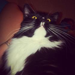 Lost Male Cat last seen 71st Ave & Mountain View , Peoria, AZ 85345