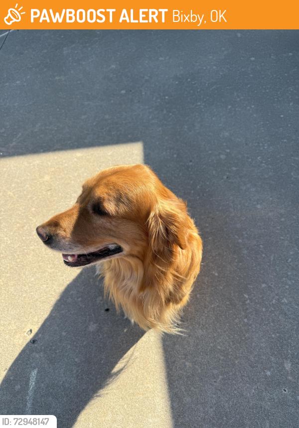 Found/Stray Male Dog last seen Seven Lakes neighborhood , Bixby, OK 74008