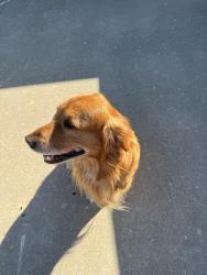 Found/Stray Male Dog last seen Seven Lakes neighborhood , Bixby, OK 74008