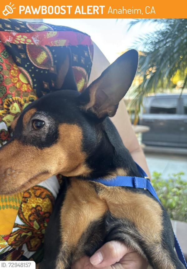 Found/Stray Male Dog last seen Beach and lincoln, Anaheim, CA 92804