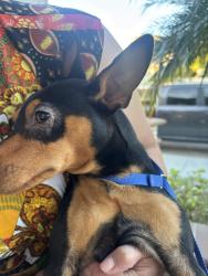 Found/Stray Male Dog last seen Beach and lincoln, Anaheim, CA 92804