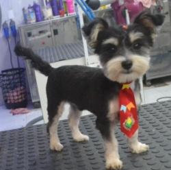 Lost Male Dog last seen Alameda arpo 1343, Cruzeiro, PR 83010-290