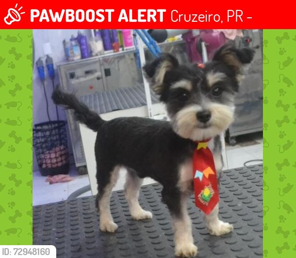 Lost Male Dog last seen Alameda arpo 1343, Cruzeiro, PR 83010-290