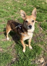 Lost Female Dog last seen Kings Grant Virginia Beach, Virginia Beach, VA 23452