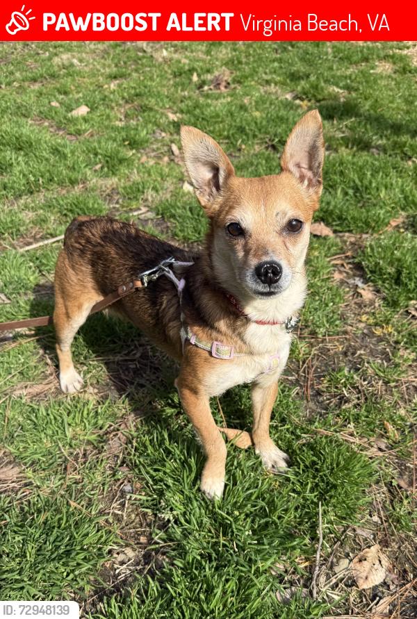 Lost Female Dog last seen Kings Grant Virginia Beach, Virginia Beach, VA 23452
