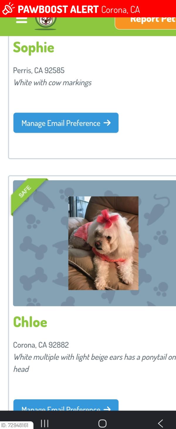 Lost Female Dog last seen California and Liberty Street, Corona, CA 92881