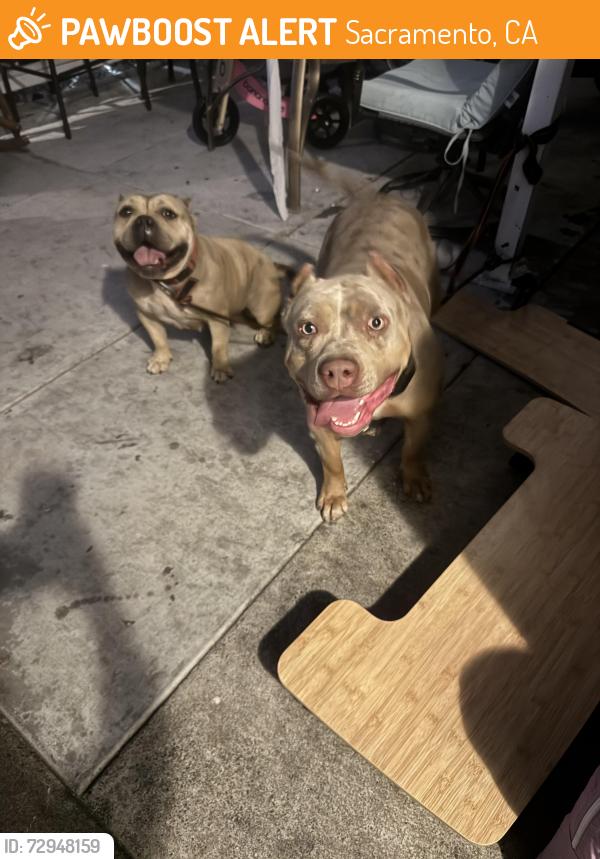 Found/Stray Unknown Dog last seen Sky Park, Sacramento, CA 95823
