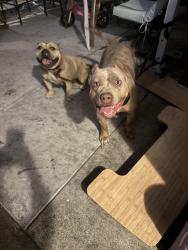 Found/Stray Unknown Dog last seen Sky Park, Sacramento, CA 95823