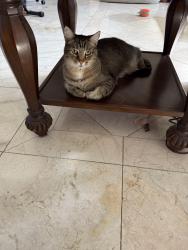 Reunited Male Cat last seen Fairbury St and Pecos Ridge Pkwy, Henderson, NV 89052