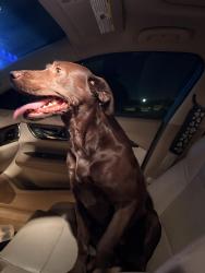 Reunited Female Dog last seen Palo Oaks/Weeping Oak, Burleson, TX 76028