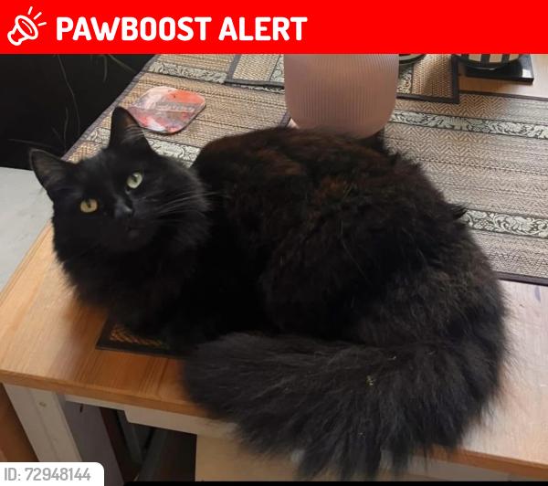 Lost Male Cat last seen Crosshill Station , Cathcart Rd, Scotland 