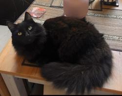 Lost Male Cat last seen Crosshill Station , Cathcart Rd, Scotland 