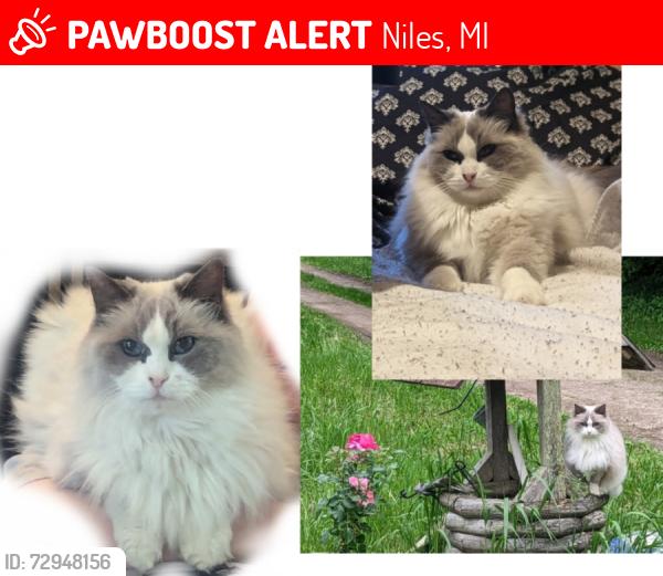 Lost Female Cat last seen Brush Rd and Redfield Rd., Niles, MI 49120