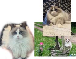 Lost Female Cat last seen Brush Rd and Redfield Rd., Niles, MI 49120