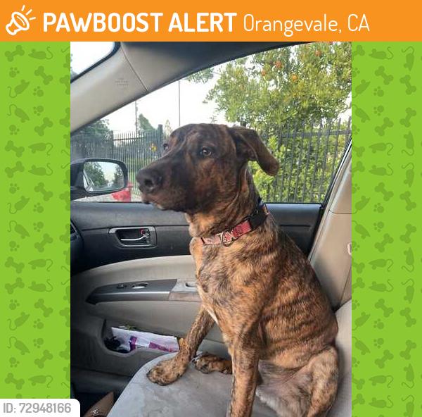 Found/Stray Male Dog last seen Chestnut and Elm, Orangevale, CA 95662