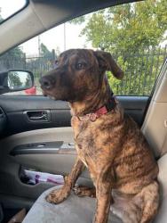 Found/Stray Male Dog last seen Chestnut and Elm, Orangevale, CA 95662