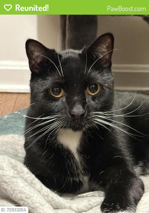 Reunited Male Cat last seen Carroll street by Temple & Main Street near the Aliquippa high school, Aliquippa, PA 15001