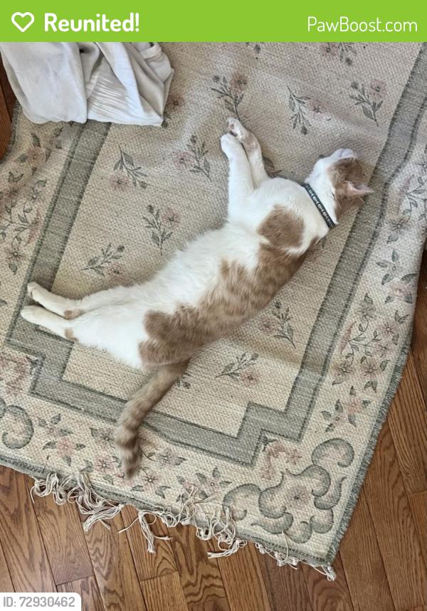 Reunited Male Cat last seen Guilford Park High School neighborhood. Mission Rd Jessup, Jessup, MD 20794