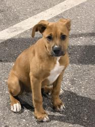 Found/Stray Male Dog last seen Rialto little league park , Rialto, CA 92376