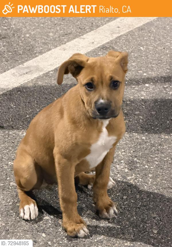 Found/Stray Male Dog last seen Rialto little league park , Rialto, CA 92376